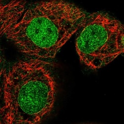 LCORL Antibody, Novus Biologicals 0.1mL; Unlabeled:Antibodies, Polyclonal